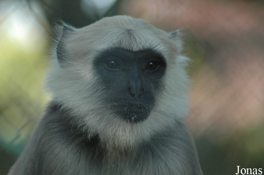 Semnopithecus entellus