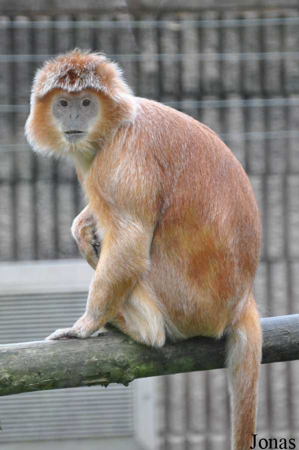 Trachypithecus auratus