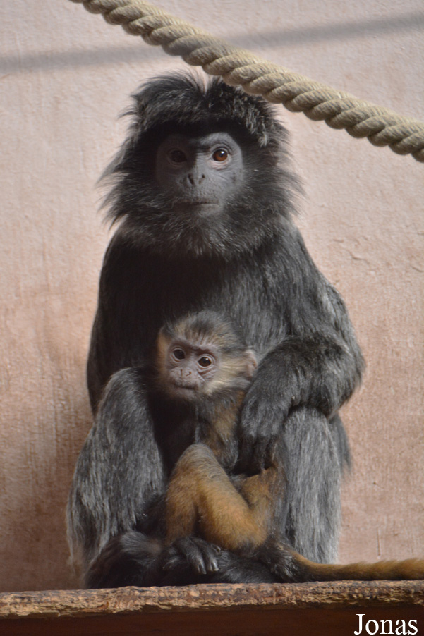 Trachypithecus auratus