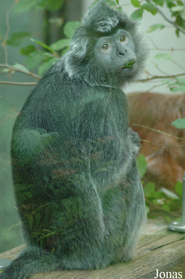 Trachypithecus auratus