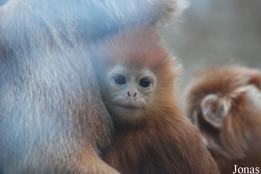 Trachypithecus auratus