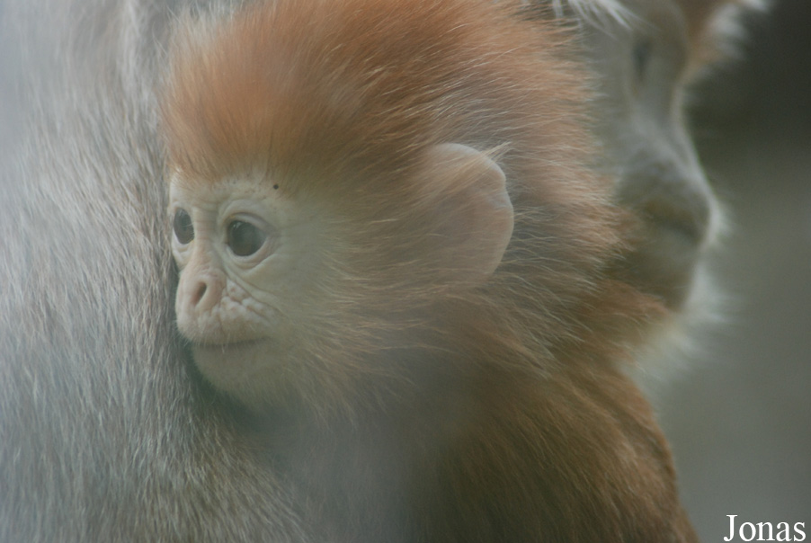 Trachypithecus auratus