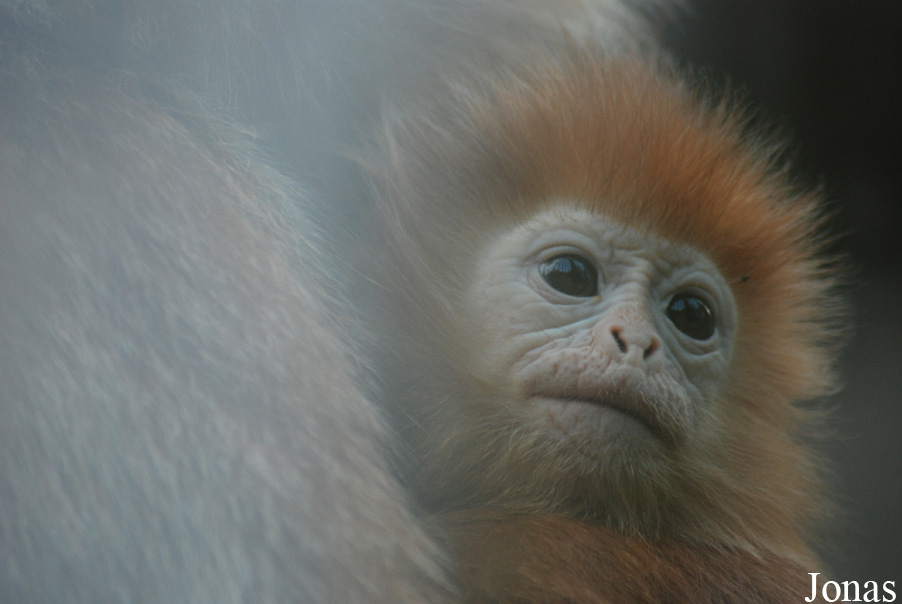 Trachypithecus auratus