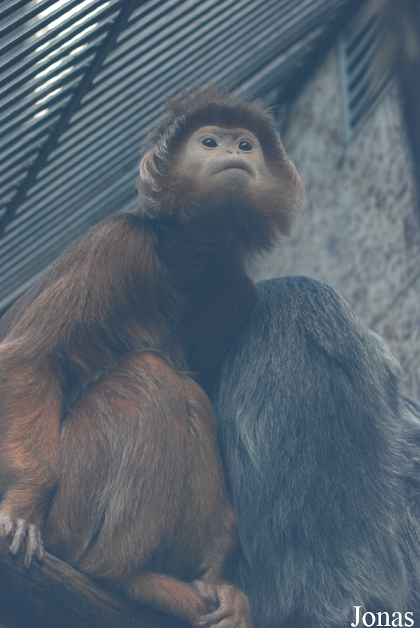 Trachypithecus auratus