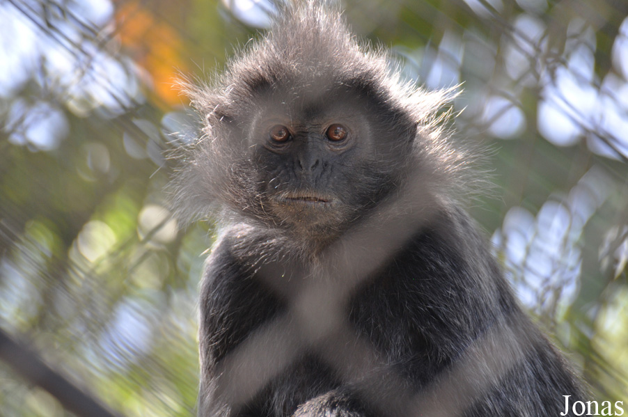 Trachypithecus cristatus