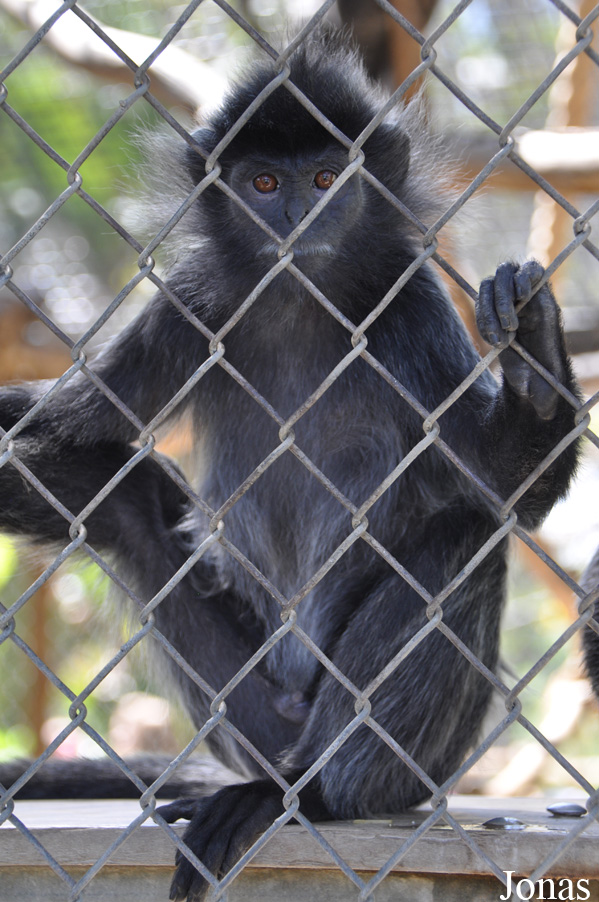 Trachypithecus cristatus
