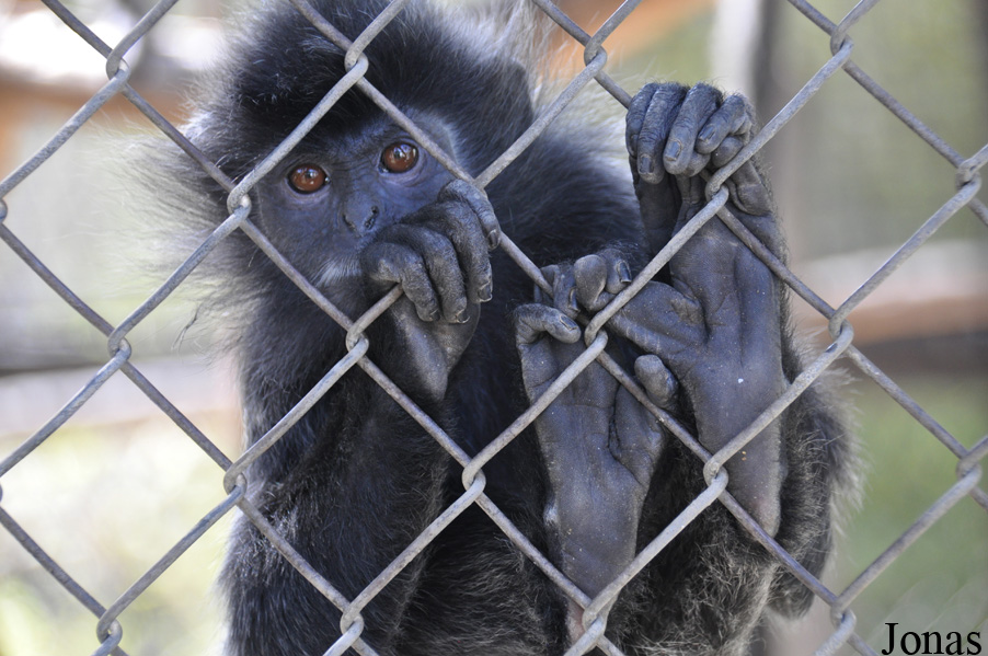 Trachypithecus cristatus