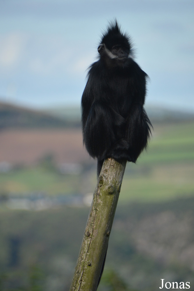 Trachypithecus francoisi