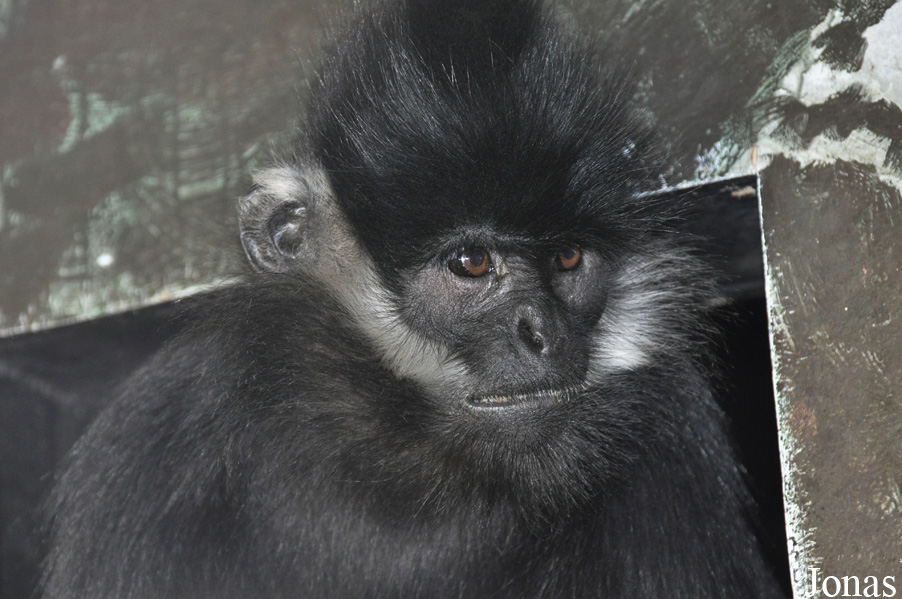 Trachypithecus francoisi
