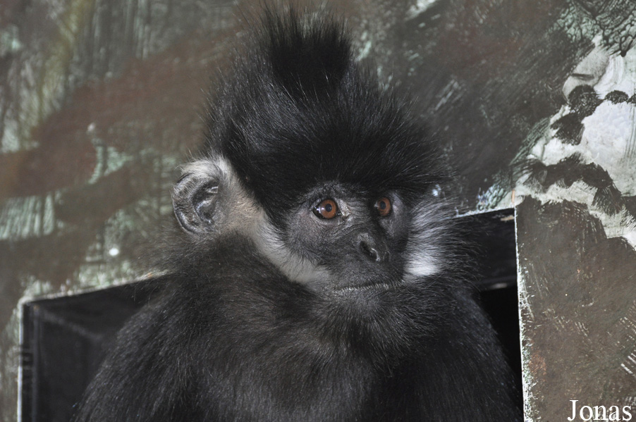 Trachypithecus francoisi