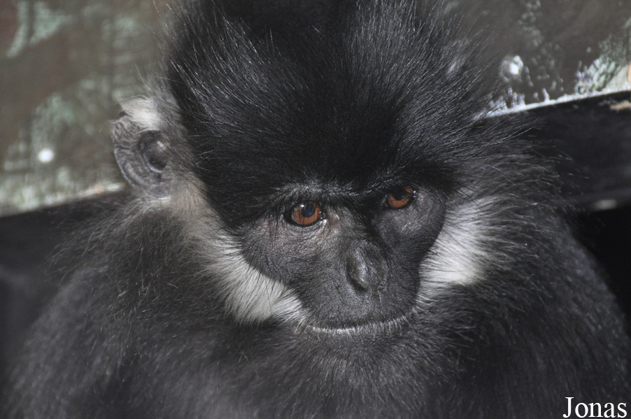 Trachypithecus francoisi