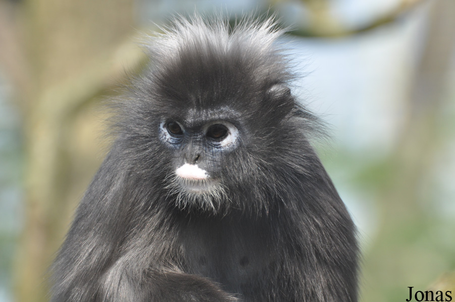 Trachypithecus obscurus