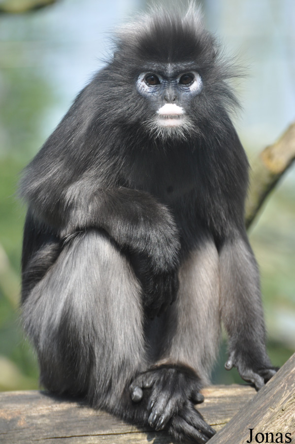 Trachypithecus obscurus