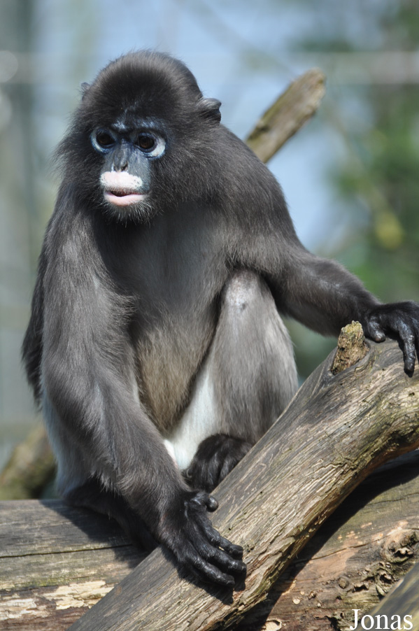 Trachypithecus obscurus