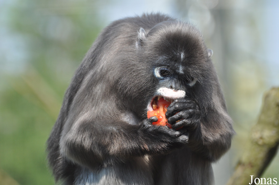 Trachypithecus obscurus