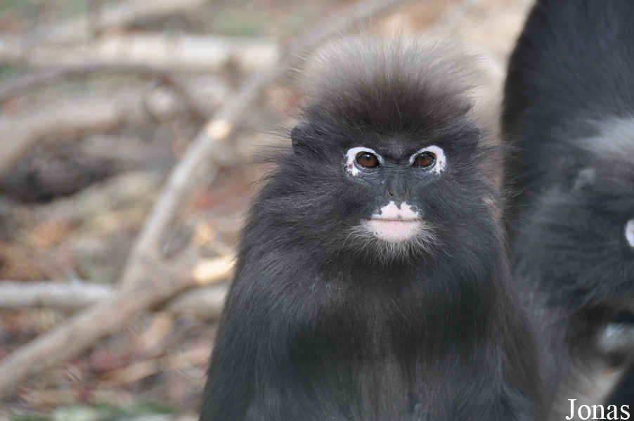 Trachypithecus obscurus