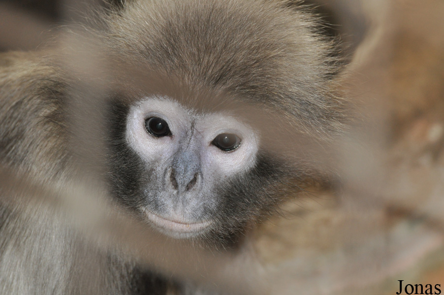 Trachypithecus phayrei