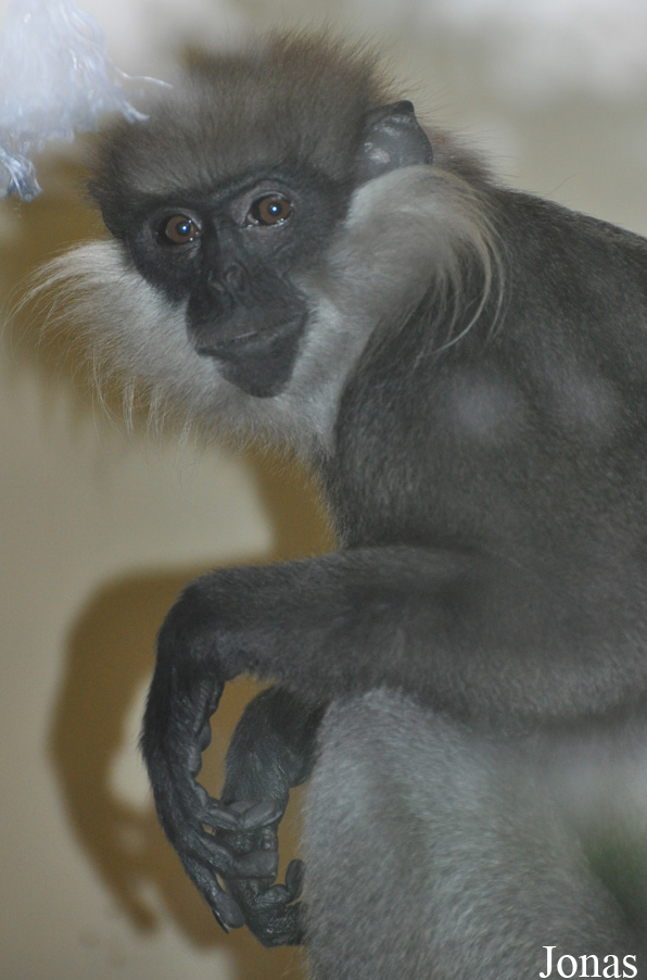 Trachypithecus vetulus