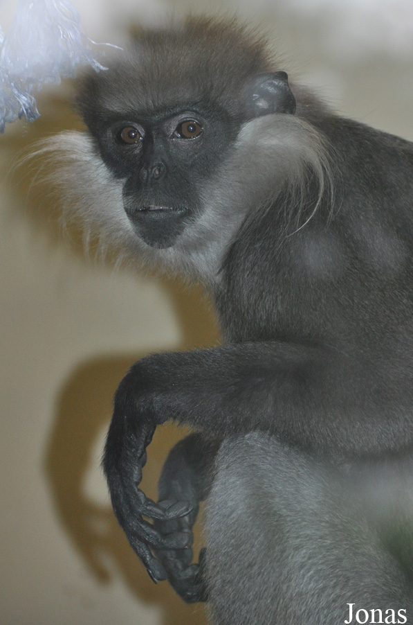 Trachypithecus vetulus
