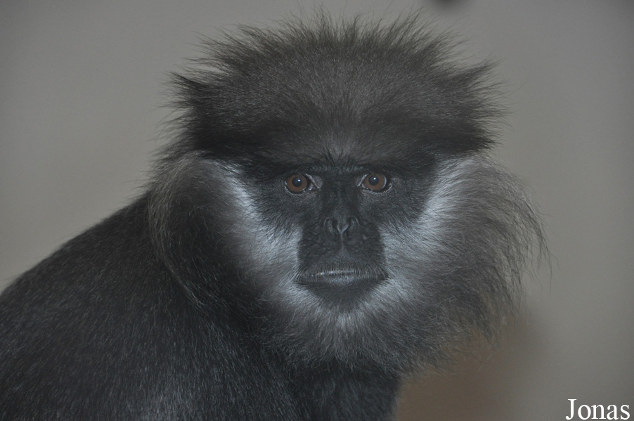 Trachypithecus vetulus