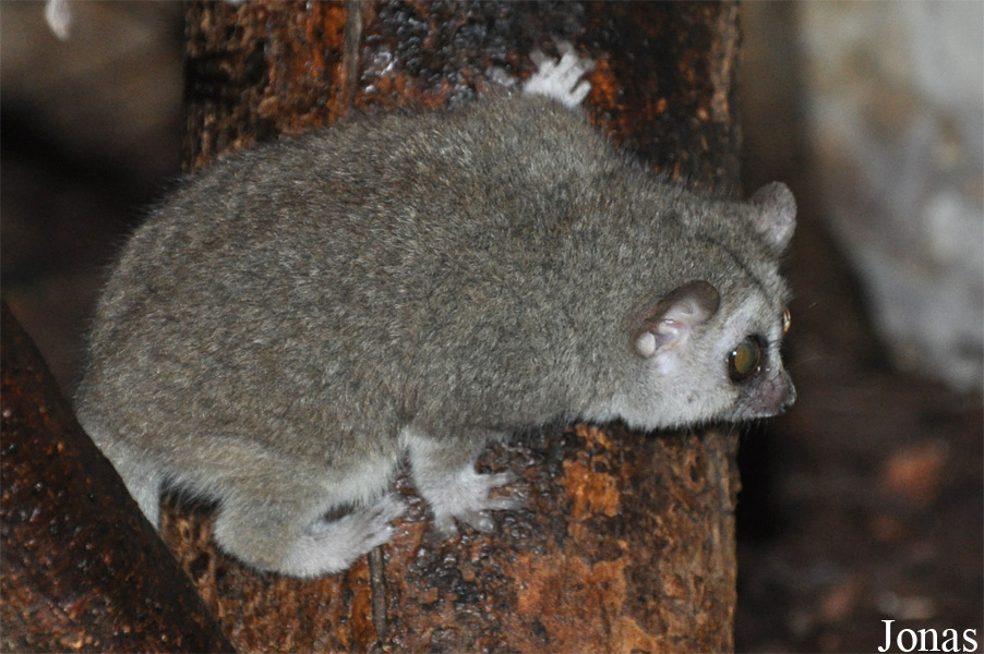 Microcebus murinus