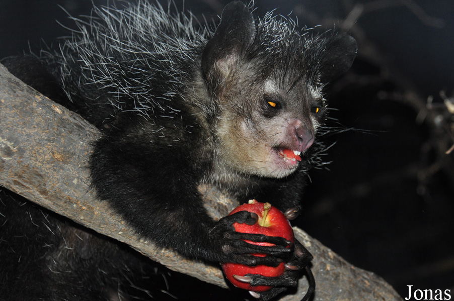 Daubentonia madagascariensis