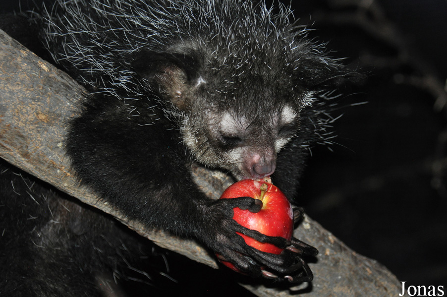 Daubentonia madagascariensis