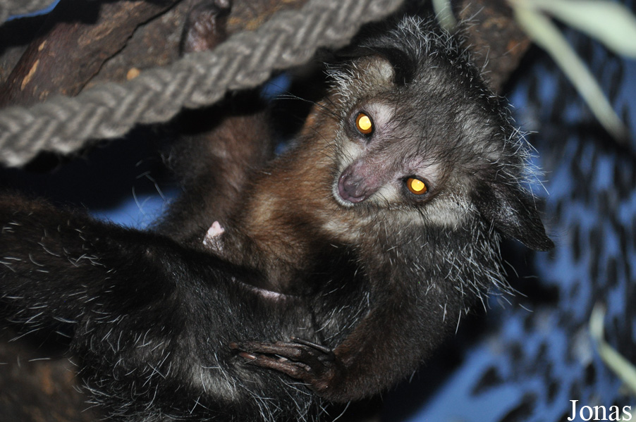 Daubentonia madagascariensis
