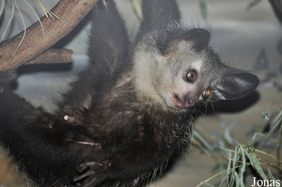 Daubentonia madagascariensis