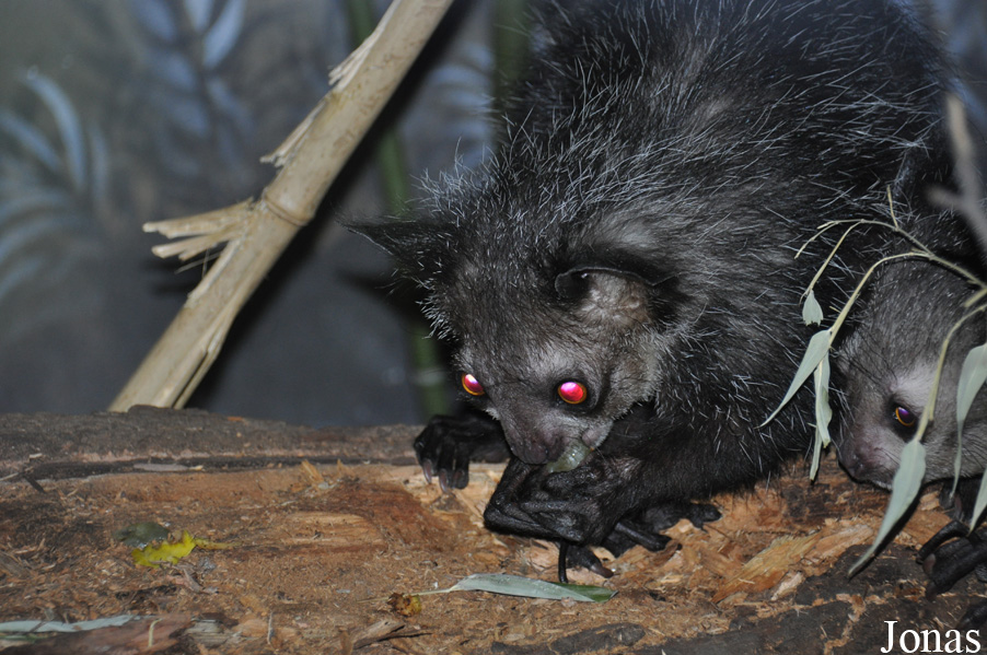 Daubentonia madagascariensis