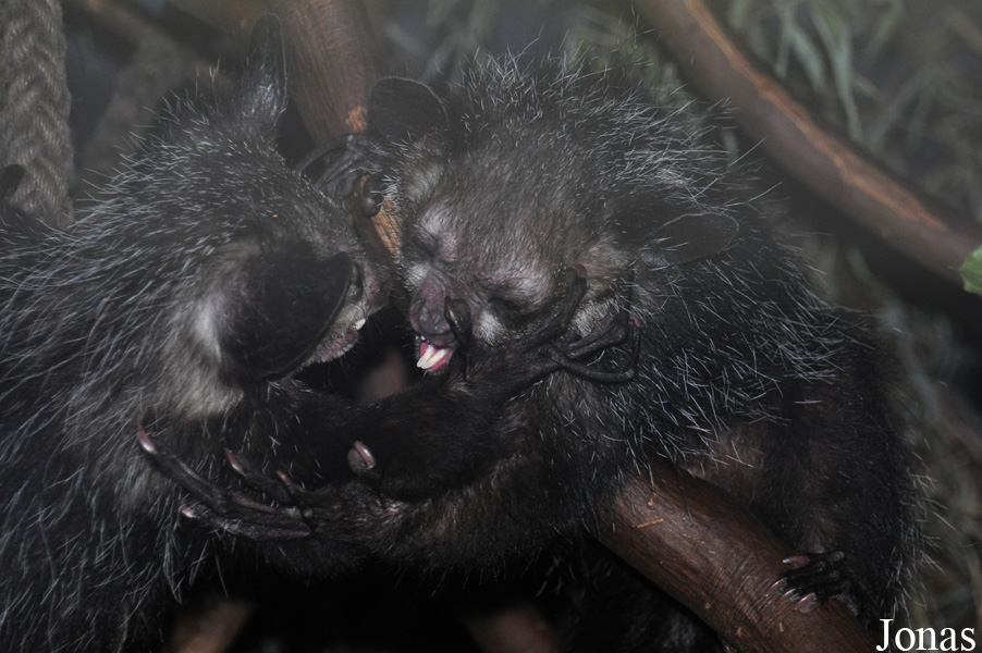 Daubentonia madagascariensis