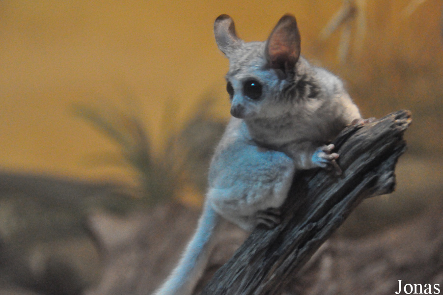 Galago moholi