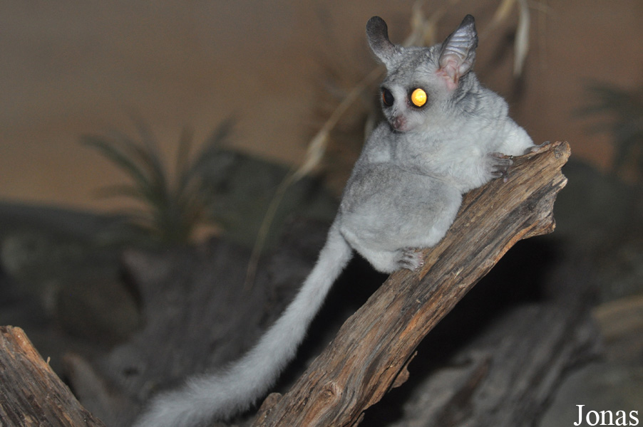 Galago moholi