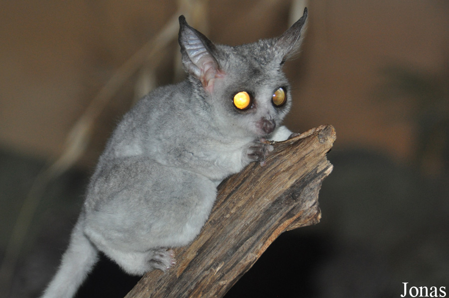 Galago moholi