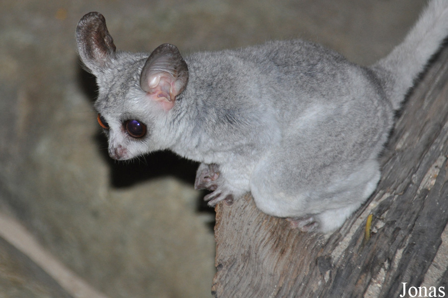 Galago moholi