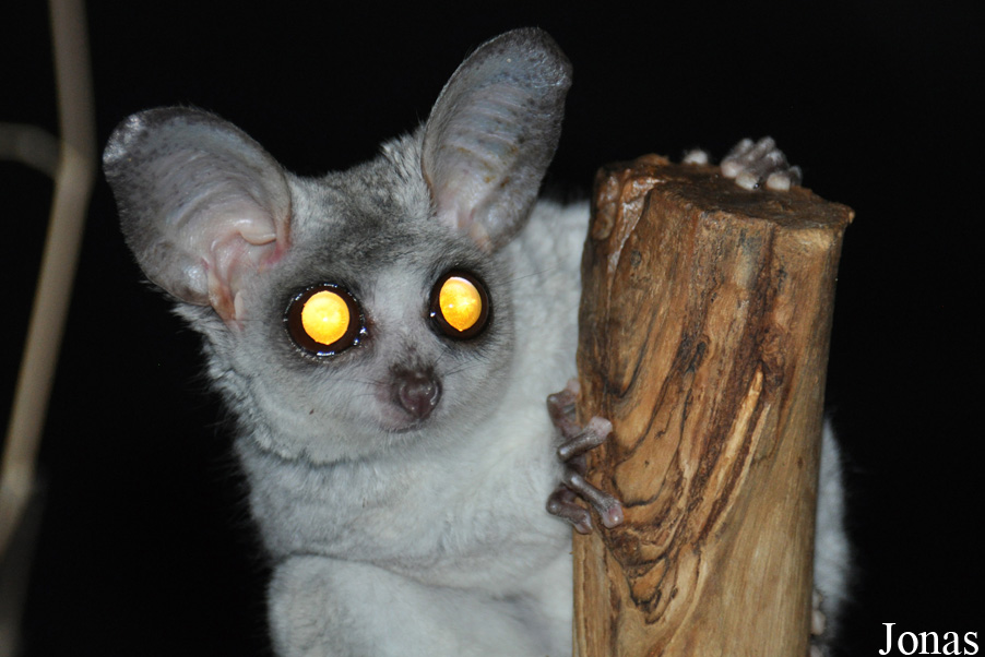 Galago moholi
