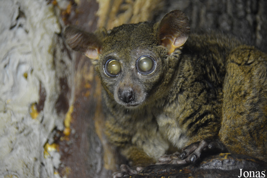Otolemur garnettii