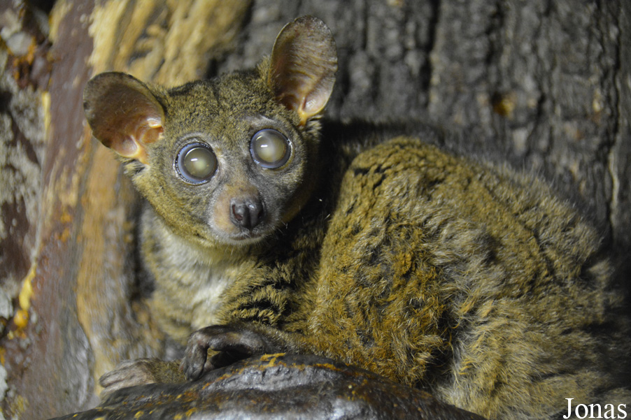 Otolemur garnettii