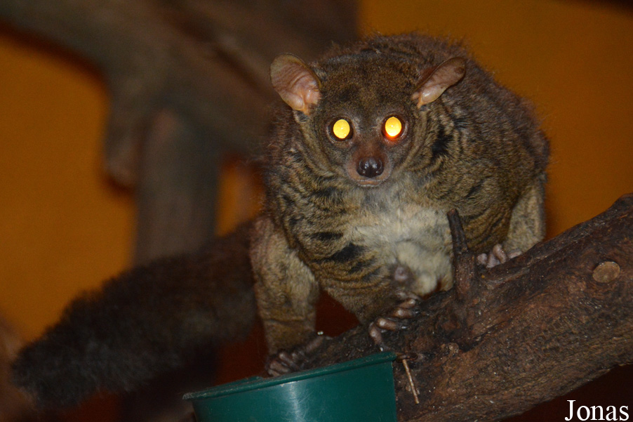 Otolemur garnettii