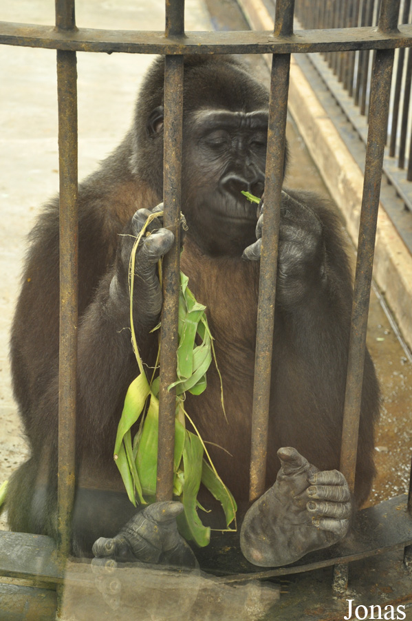 Gorilla gorilla gorilla