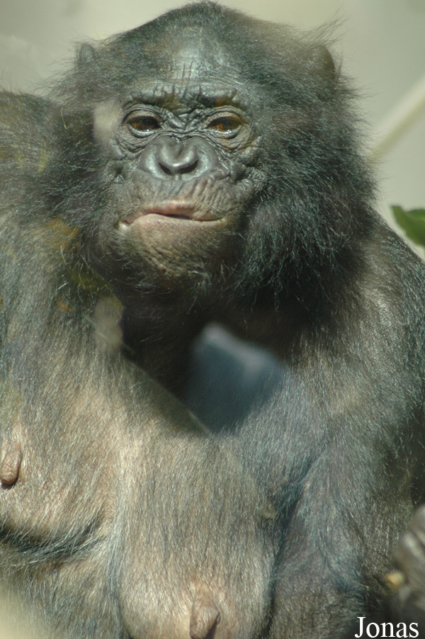 Pan paniscus
