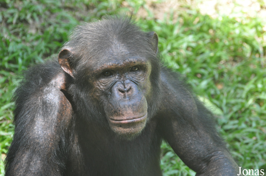Pan troglodytes