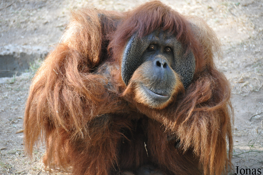 Pongo abelii