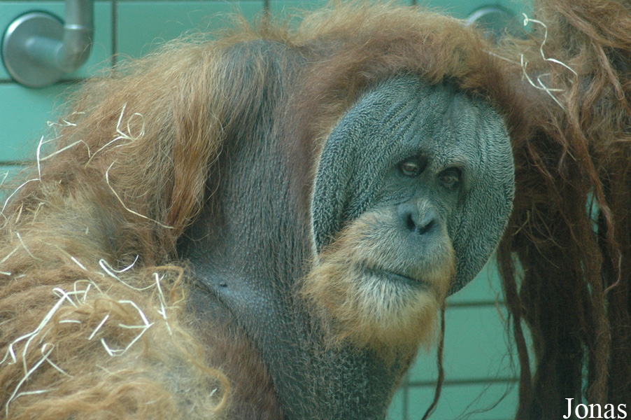 Pongo abelii