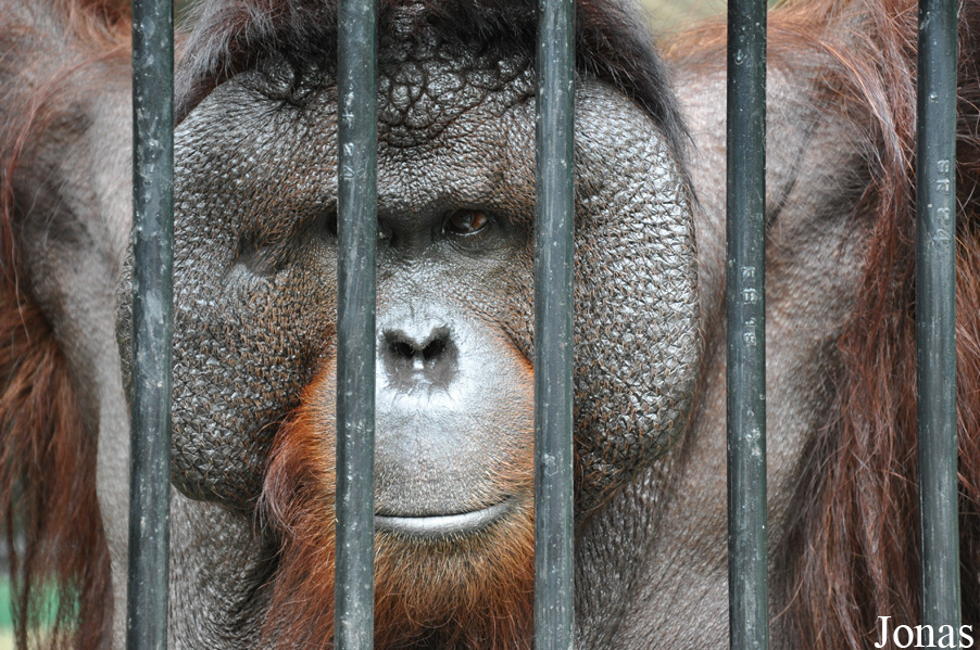 Pongo pygmaeus