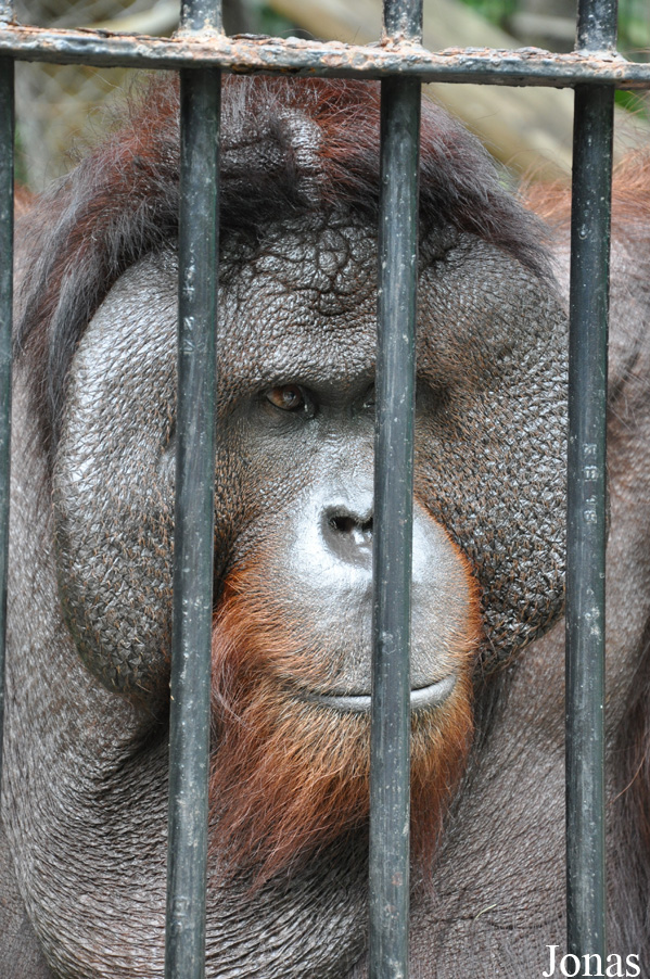 Pongo pygmaeus