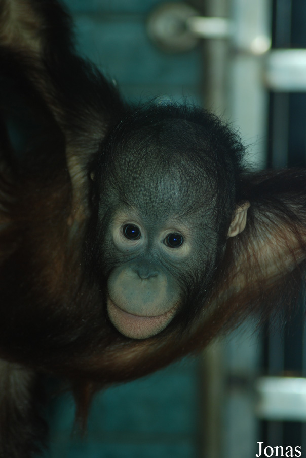 Pongo pygmaeus
