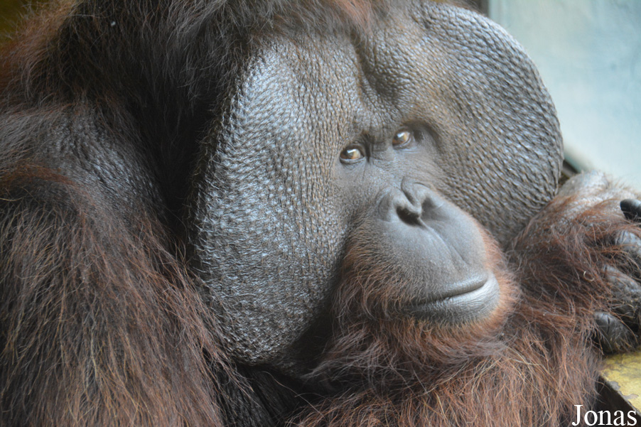 Pongo pygmaeus