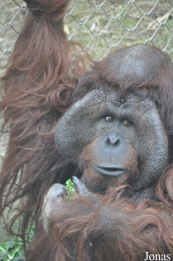 Pongo pygmaeus