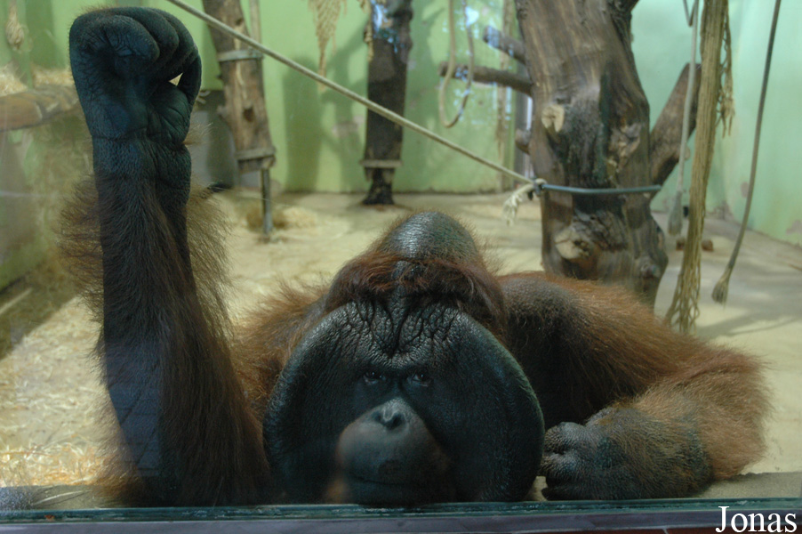 Pongo pygmaeus